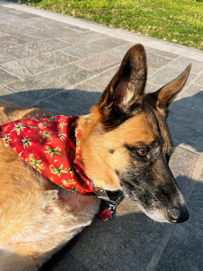 The Pomodoro Pup 🍅
